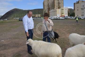 La feria de ganado, atractivo principal de la jornada matutina en Jinámar (Foto Antonio Alí y Francisco Javier Santana)